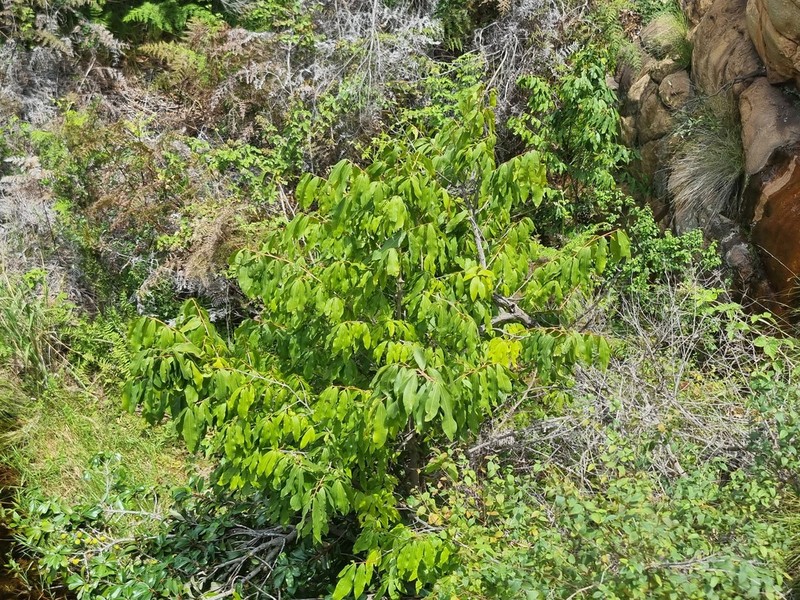 Ochna holstii photo 4