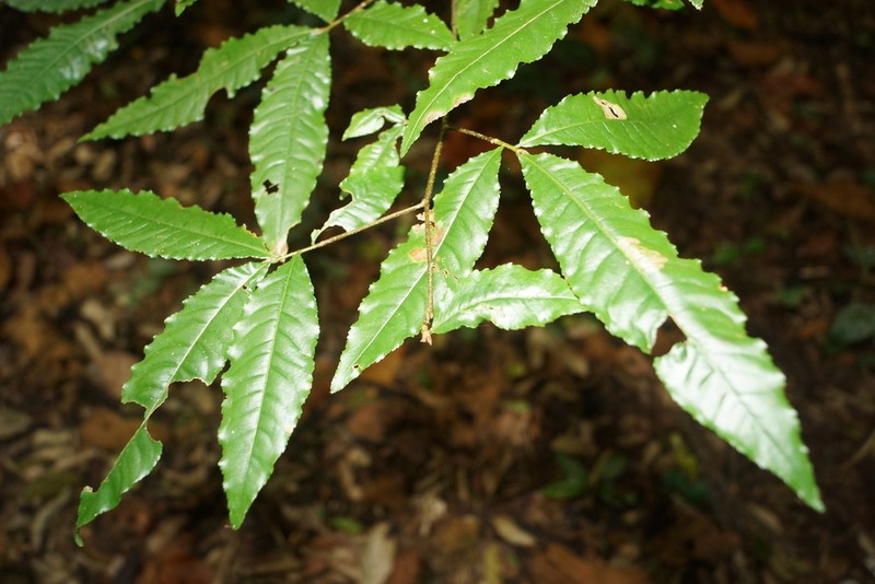 Ochna holstii photo 5