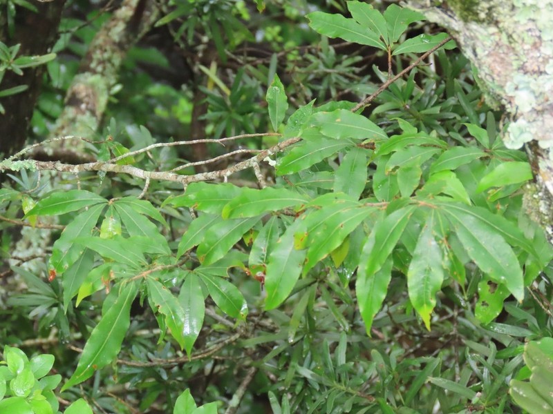 Ochna holstii photo 6