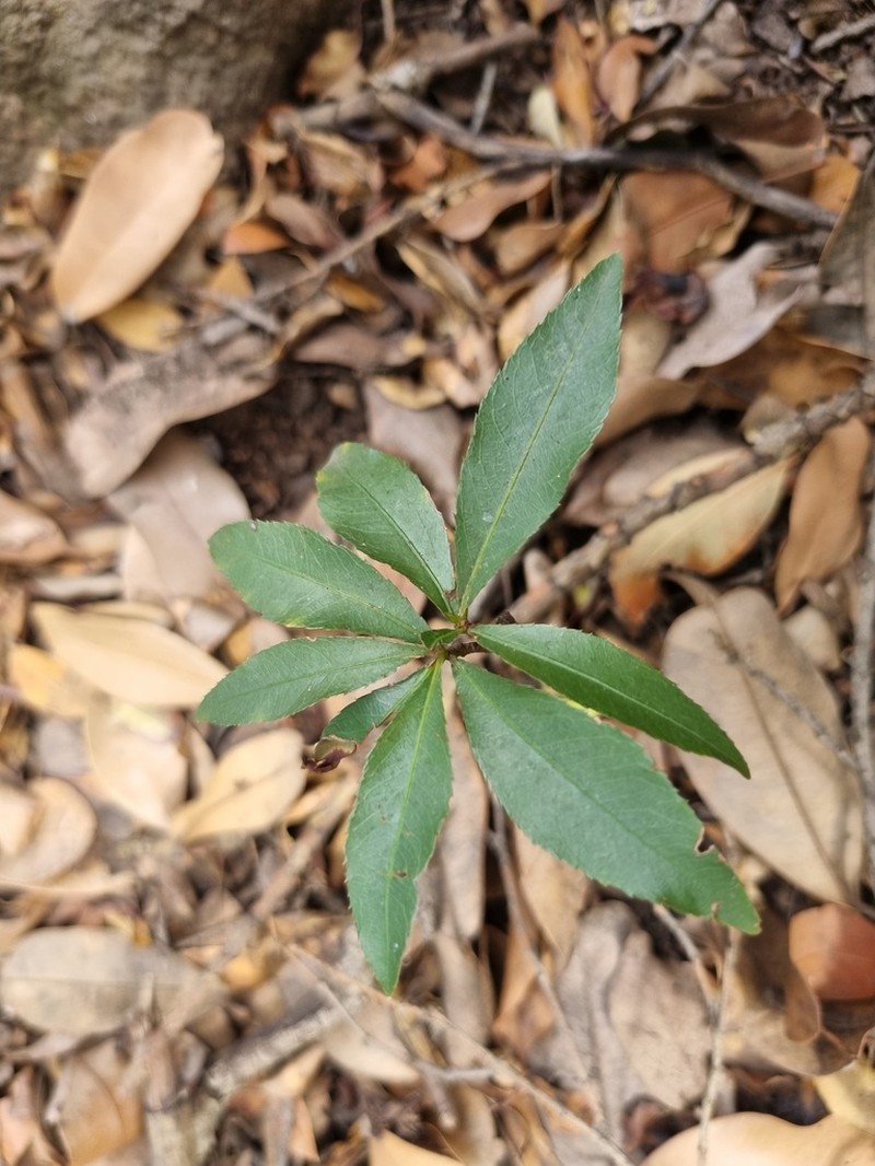 Ochna holstii photo 7