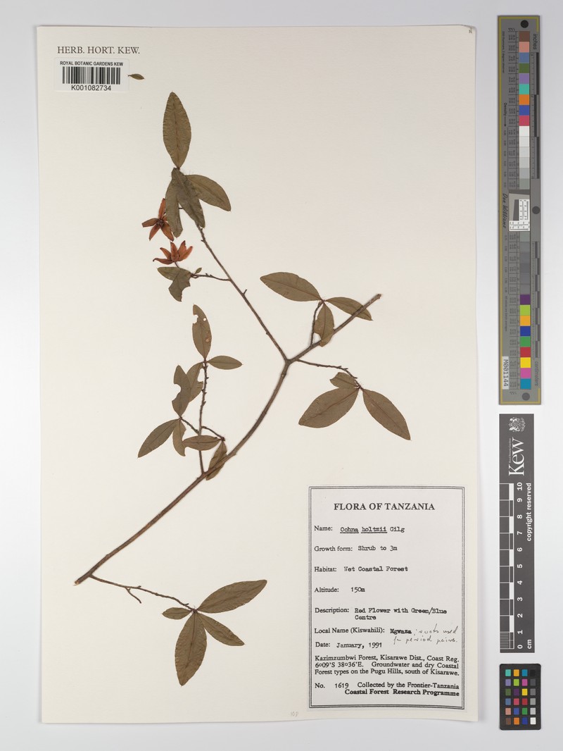 Ochna holtzii