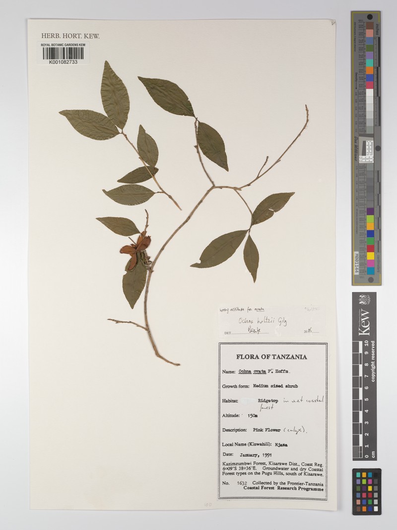 Ochna holtzii photo 2