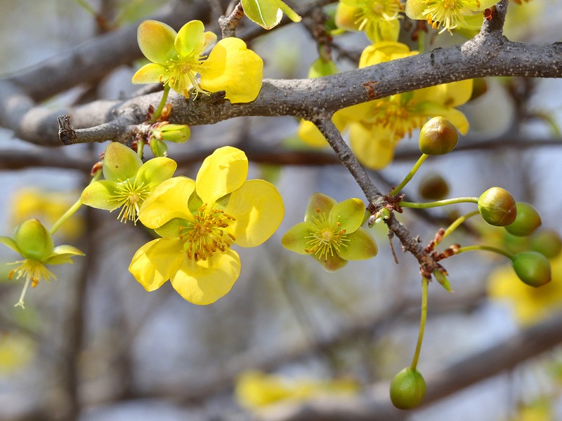 Ochna inermis