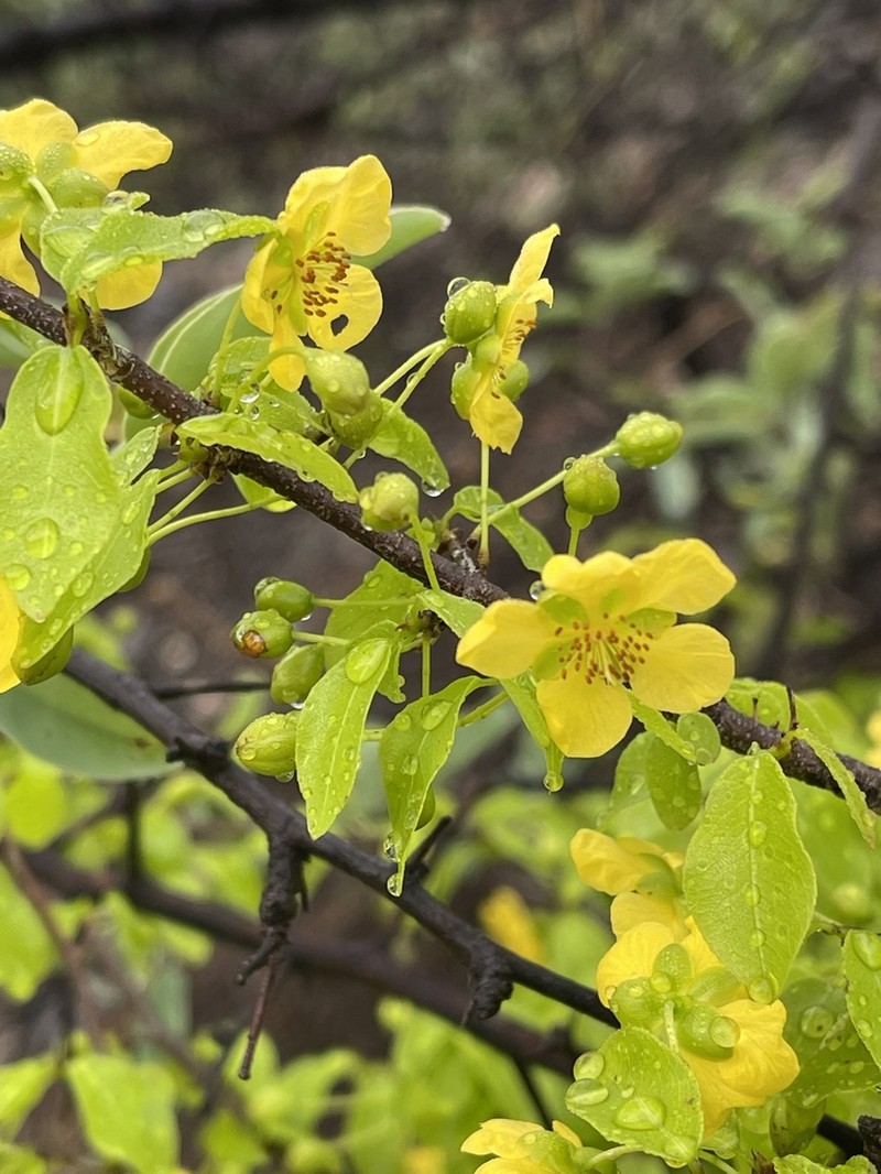 Ochna inermis photo 2