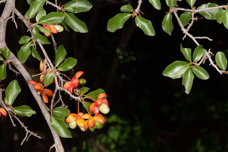 Ochna inermis photo 3