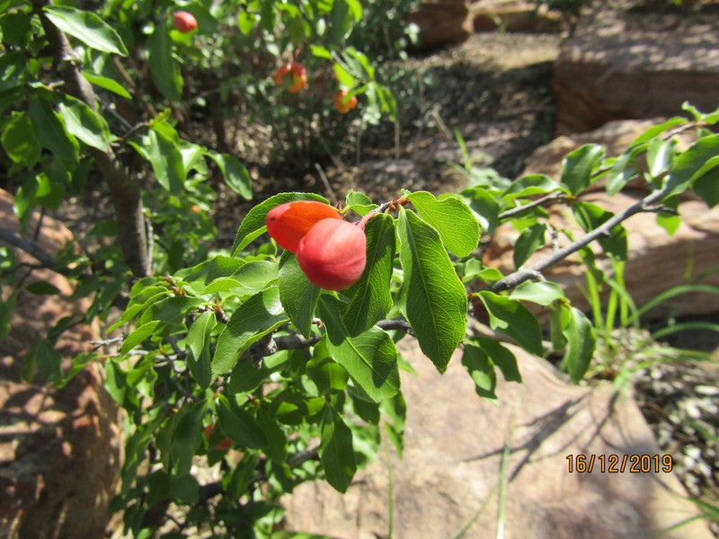 Ochna inermis photo 4