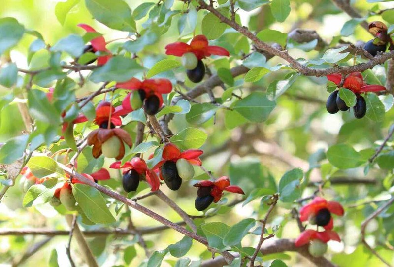 Ochna inermis photo 5