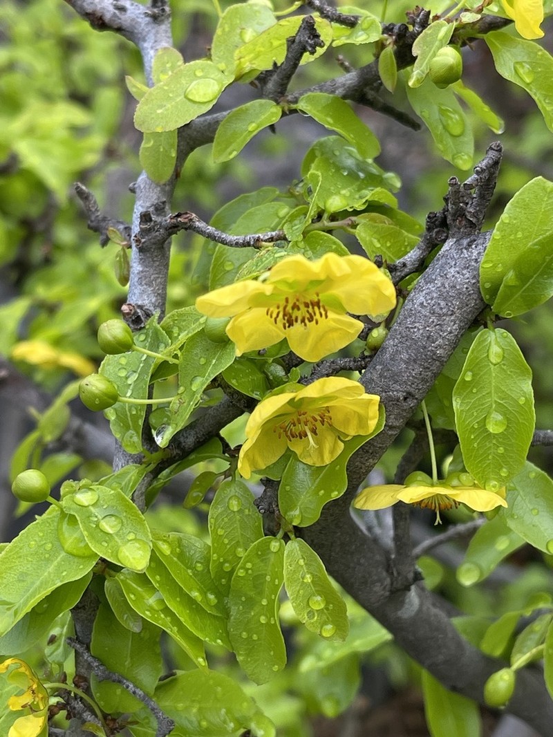 Ochna inermis photo 6