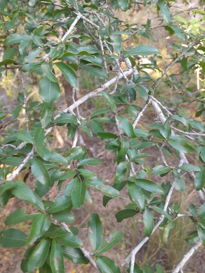 Ochna inermis photo 7