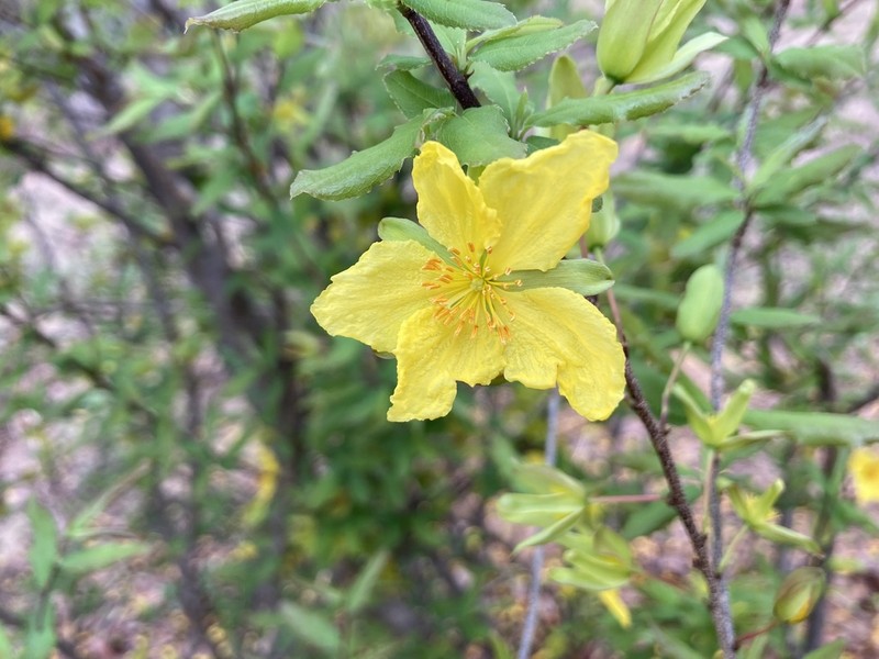 Ochna inermis photo 8