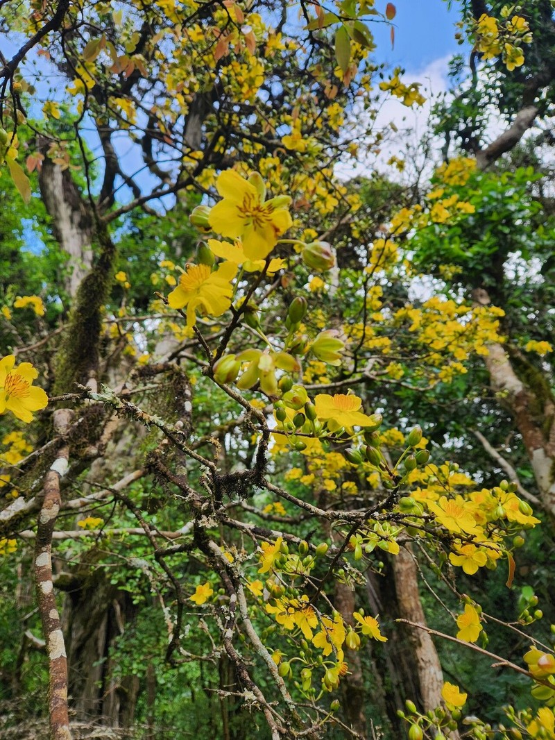 Ochna insculpta