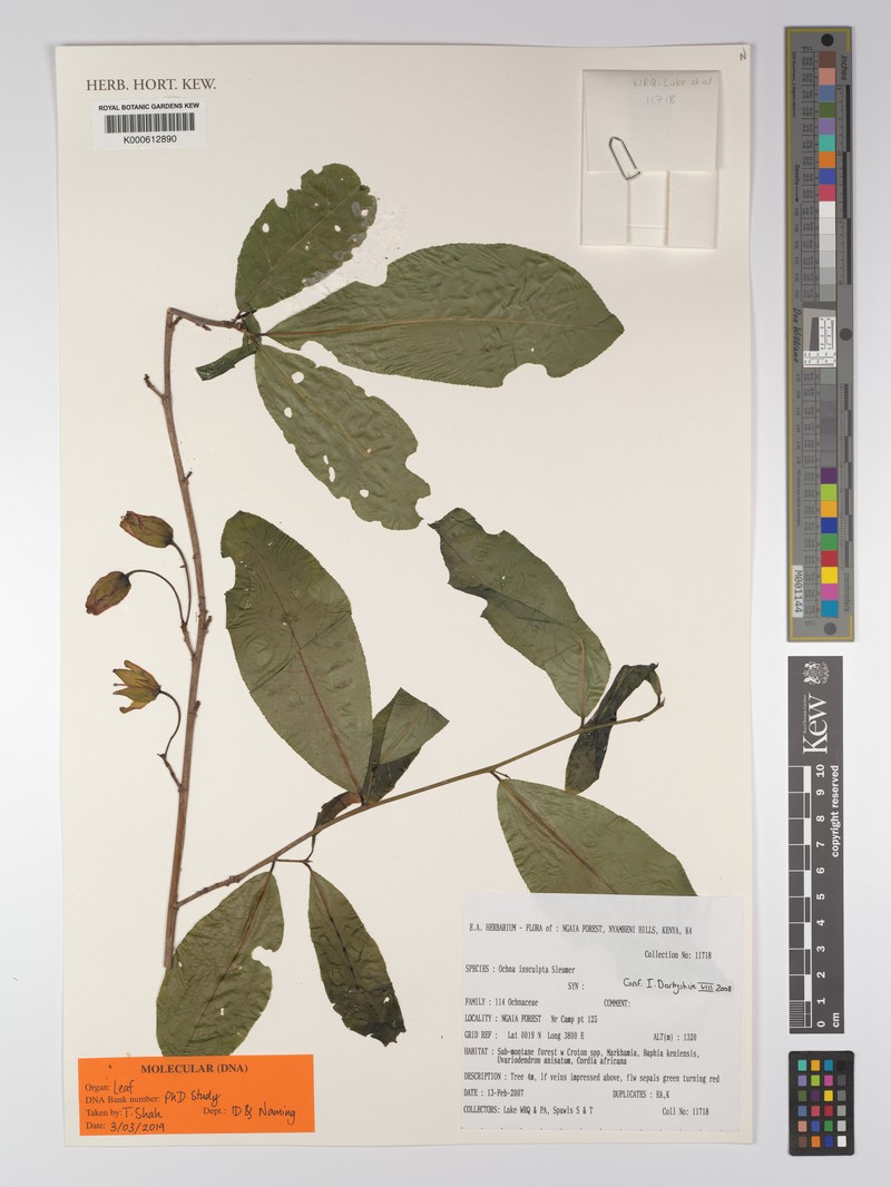 Ochna insculpta photo 2