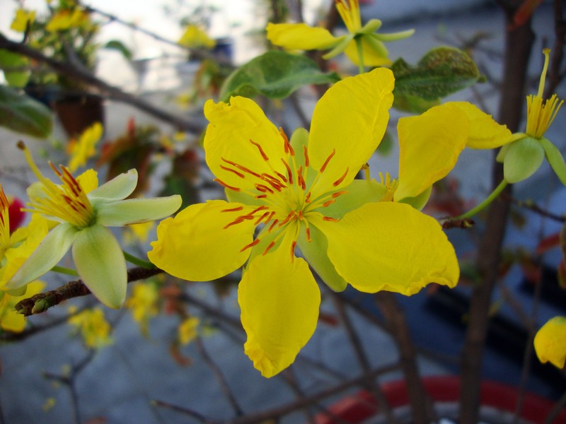 Ochna integerrima