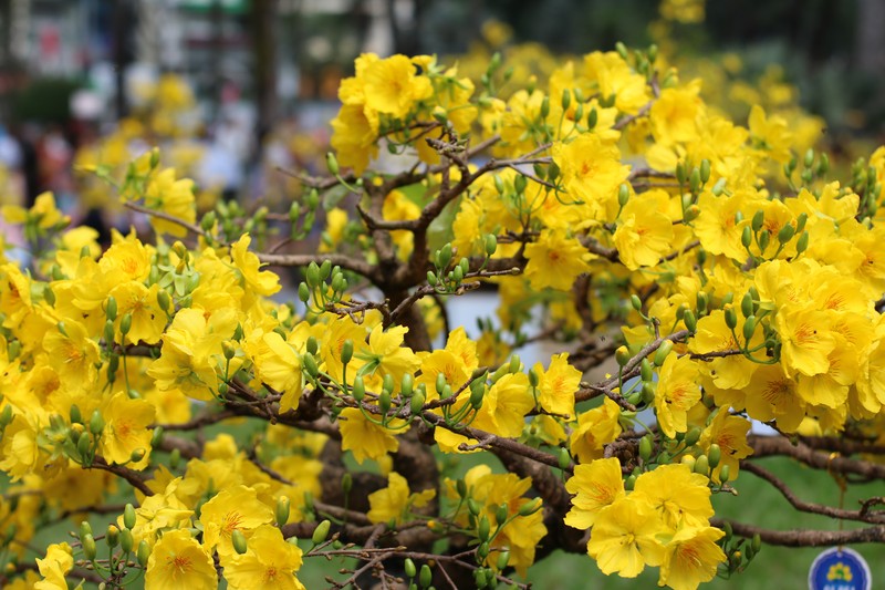 Ochna integerrima photo 3
