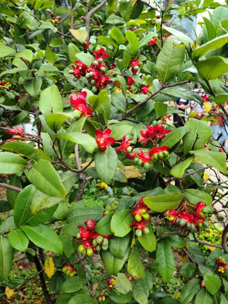 Ochna integerrima photo 5