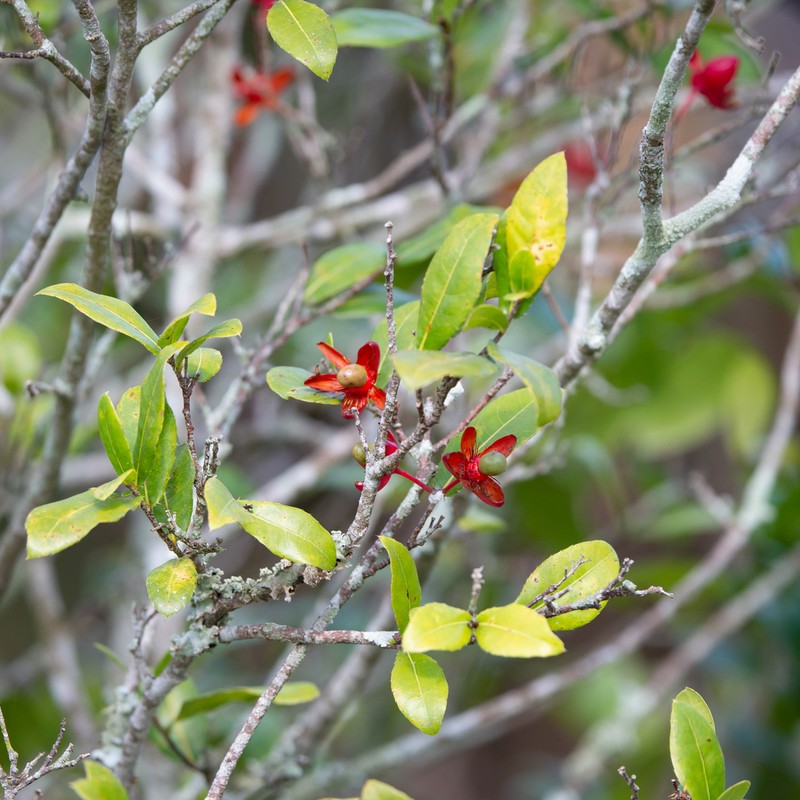 Ochna integerrima photo 6