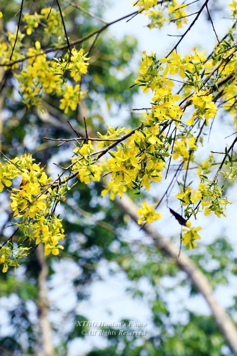 Ochna integerrima photo 7
