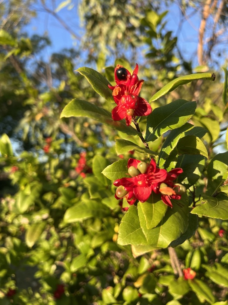 Ochna integerrima photo 8