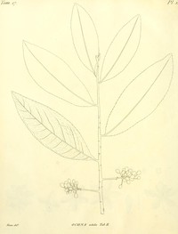 Bird's-Eye Bush