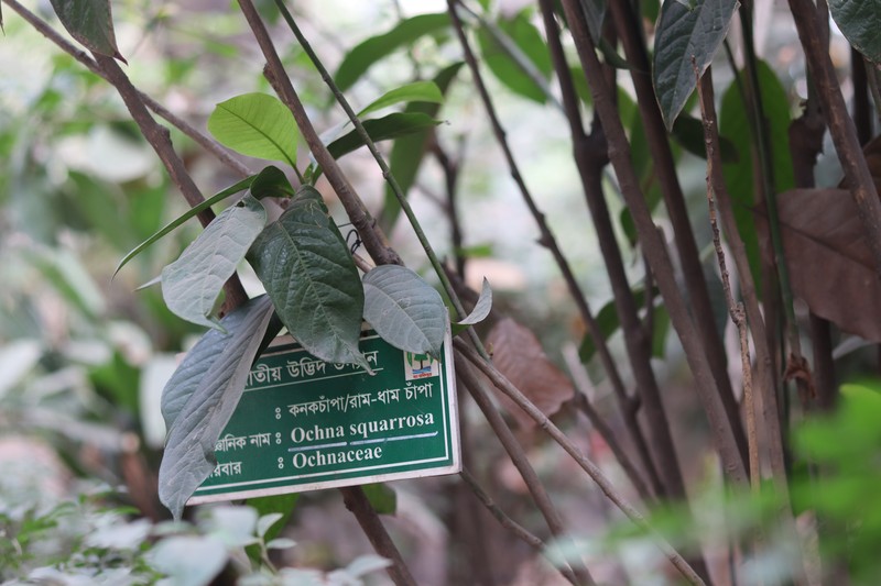 Bird's-Eye Bush photo 5