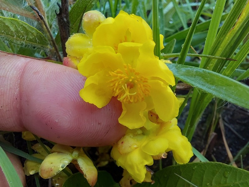 Ochna katangensis