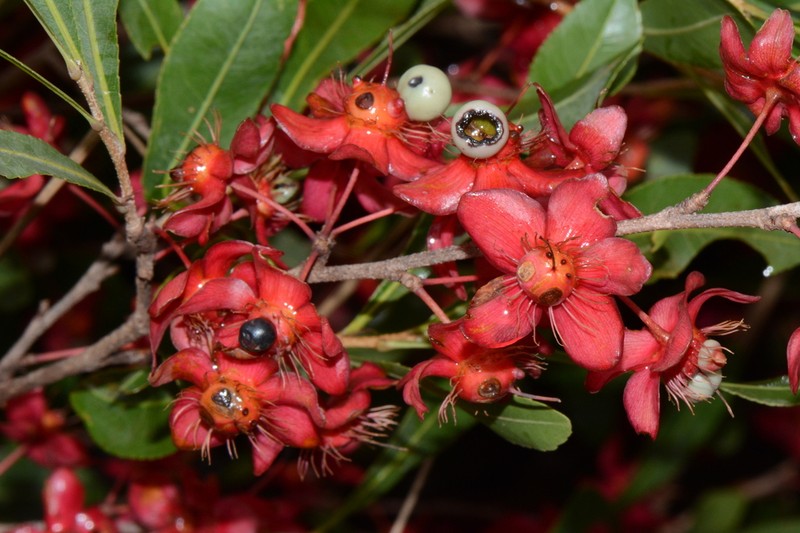 Ochna katangensis photo 2