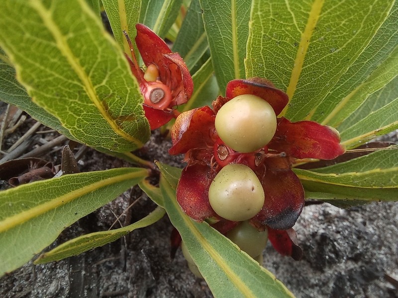 Ochna katangensis photo 3