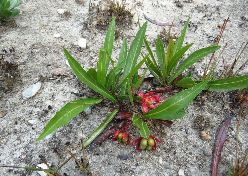 Ochna katangensis photo 4