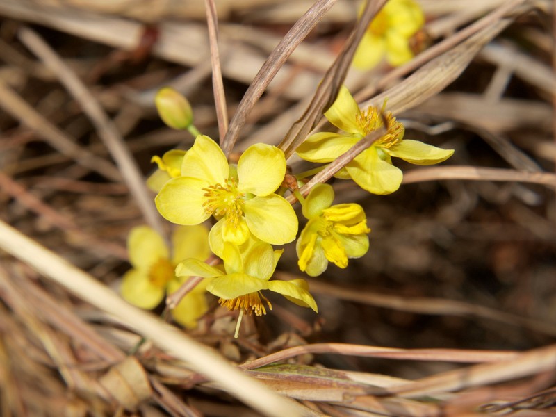 Ochna katangensis photo 5
