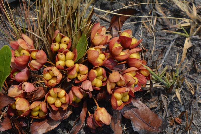 Ochna katangensis photo 7