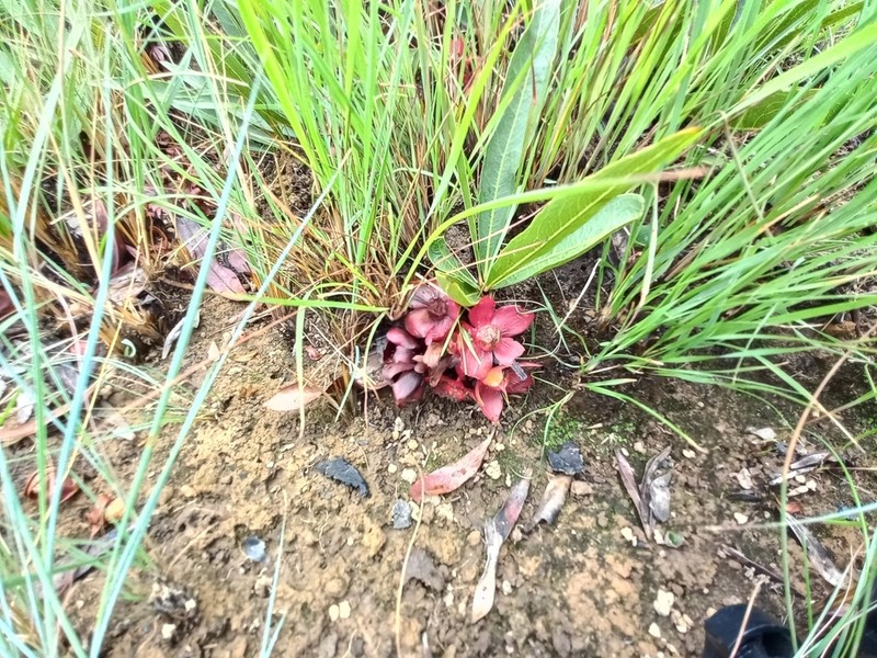Ochna katangensis photo 8
