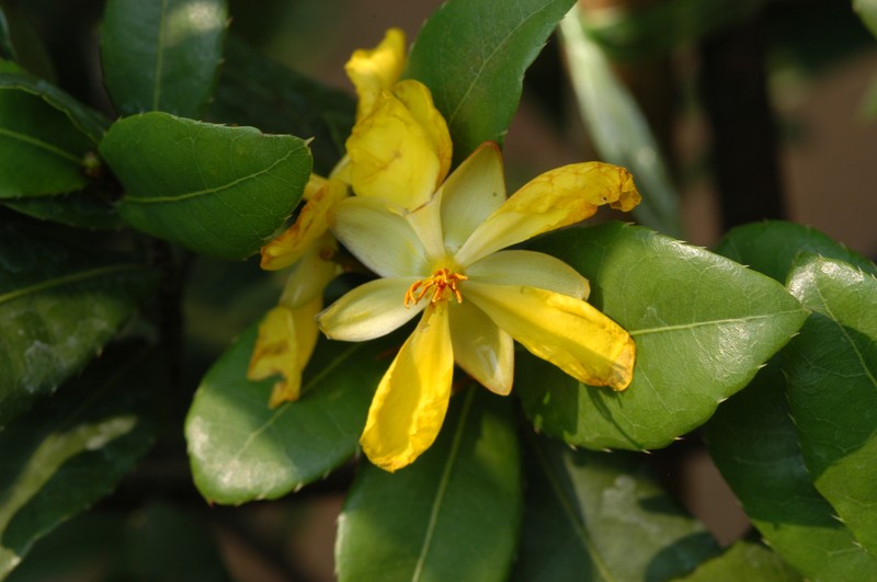 Ochna kirkii