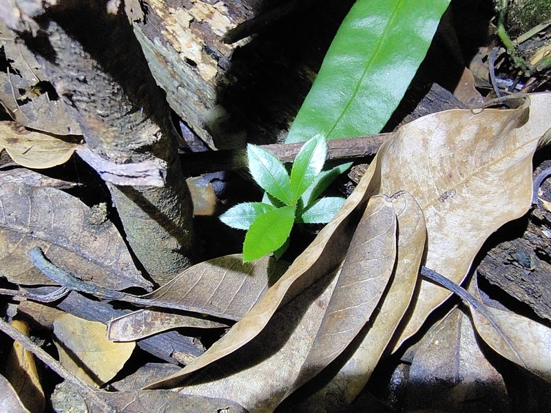 Ochna kirkii photo 2