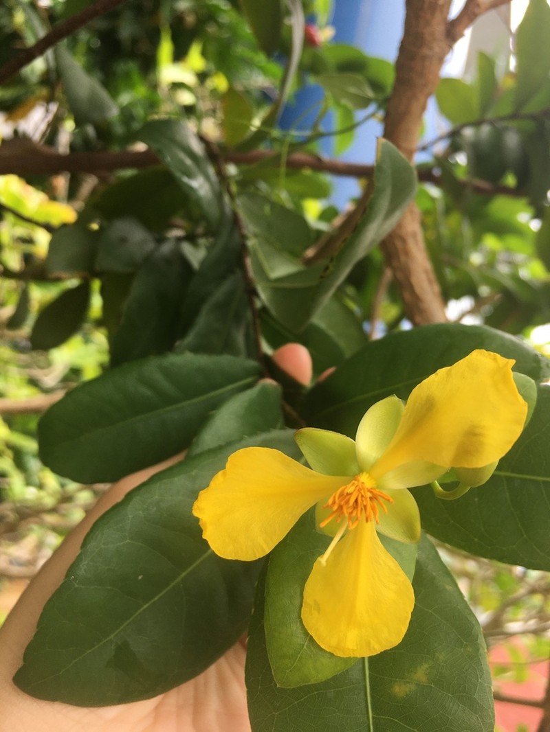 Ochna kirkii photo 3