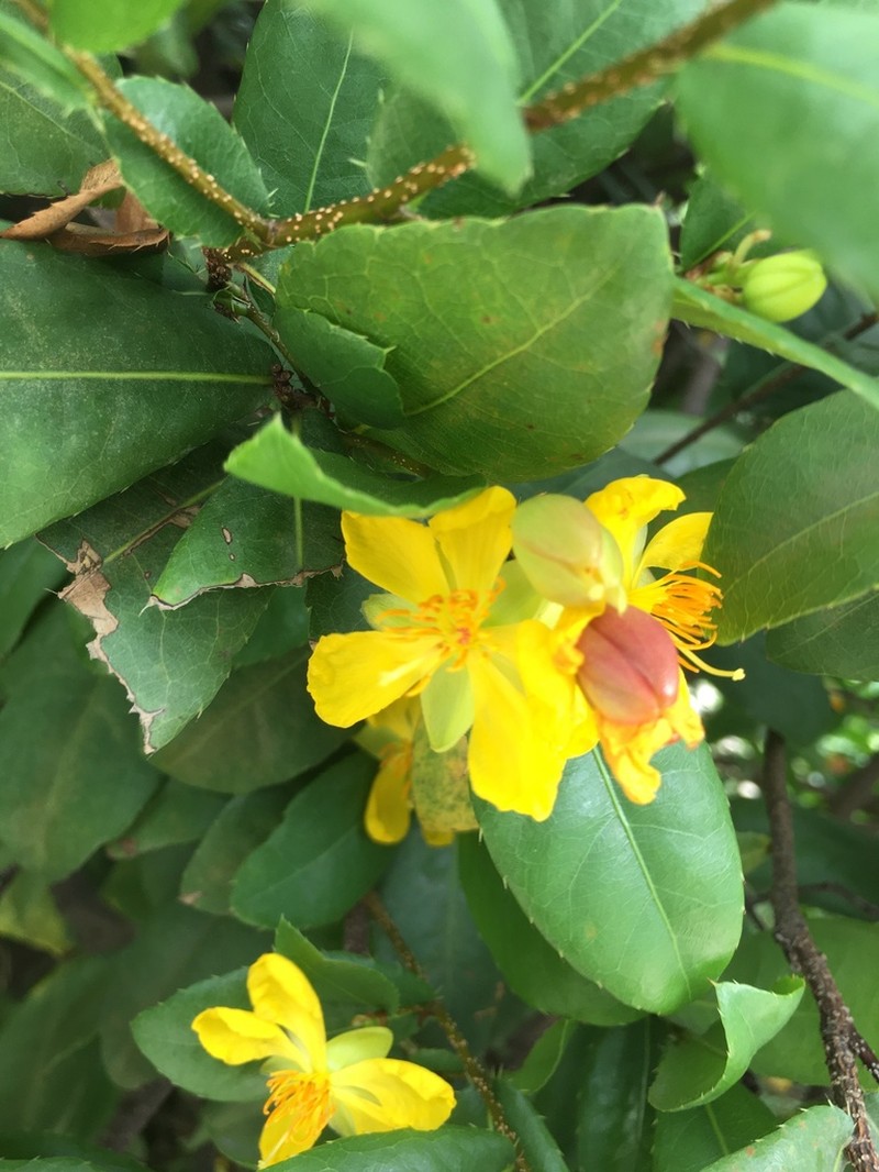 Ochna kirkii photo 4