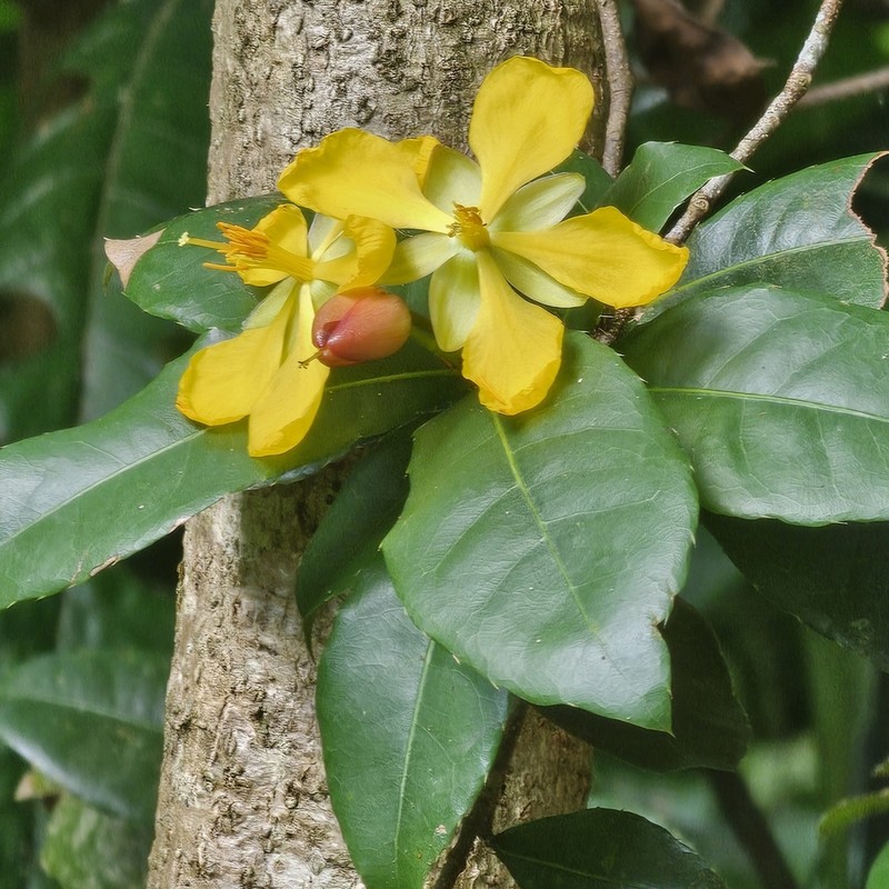 Ochna kirkii photo 5