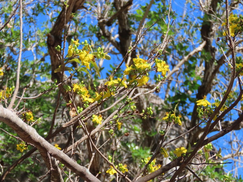 Ochna kirkii photo 6