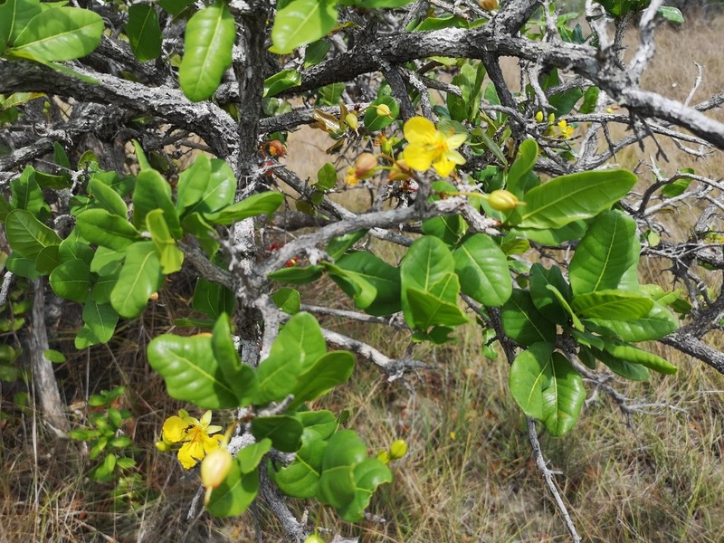 Ochna kirkii photo 7