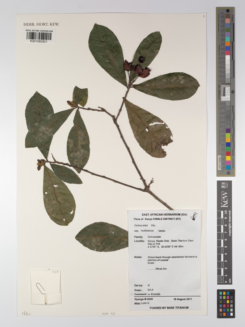 Ochna kirkii subsp. multisetosa