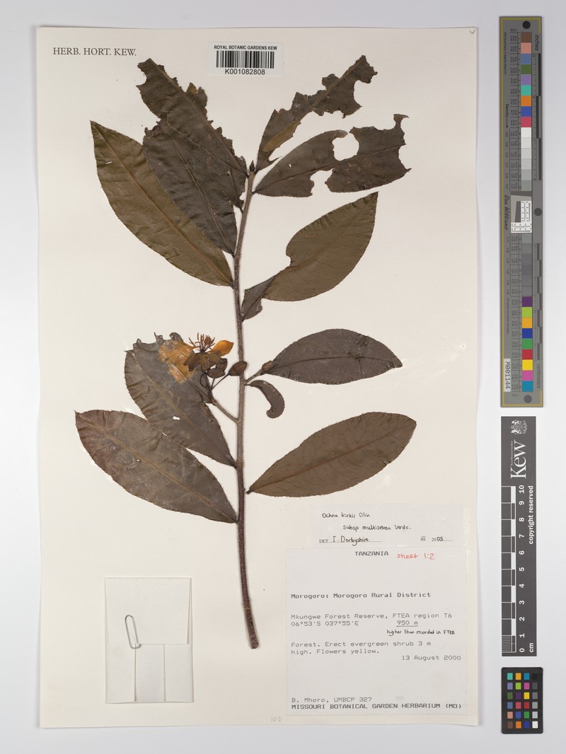 Ochna kirkii subsp. multisetosa photo 2