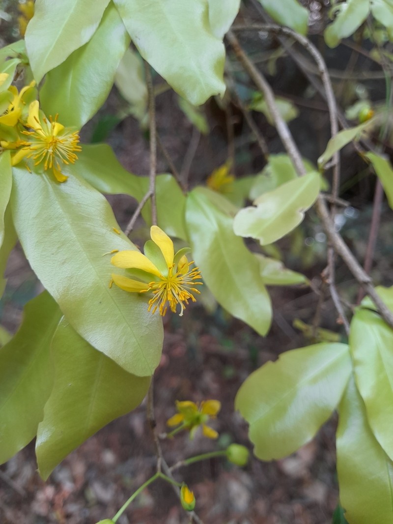 Ochna lanceolata photo 2