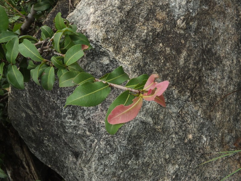 Ochna lanceolata photo 3