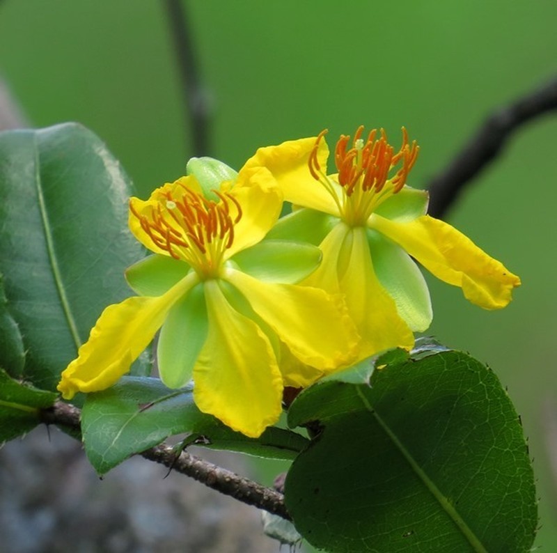 Ochna lanceolata photo 4