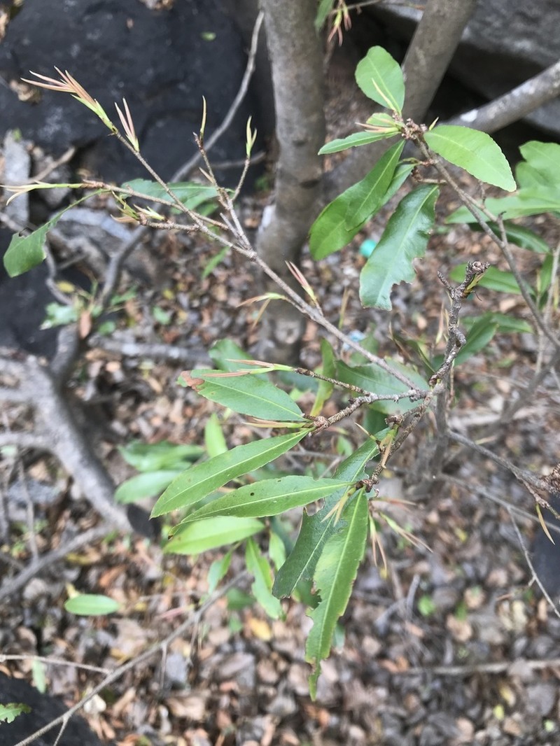 Ochna lanceolata photo 5