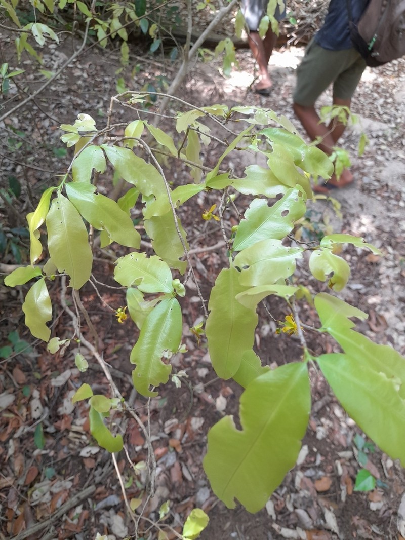 Ochna lanceolata photo 6