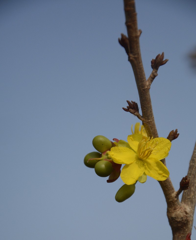 Ochna lanceolata photo 7