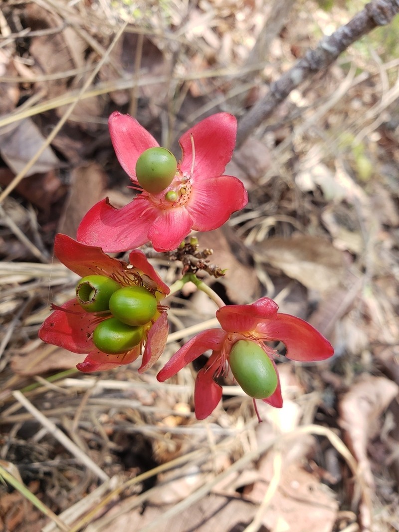 Ochna leptoclada