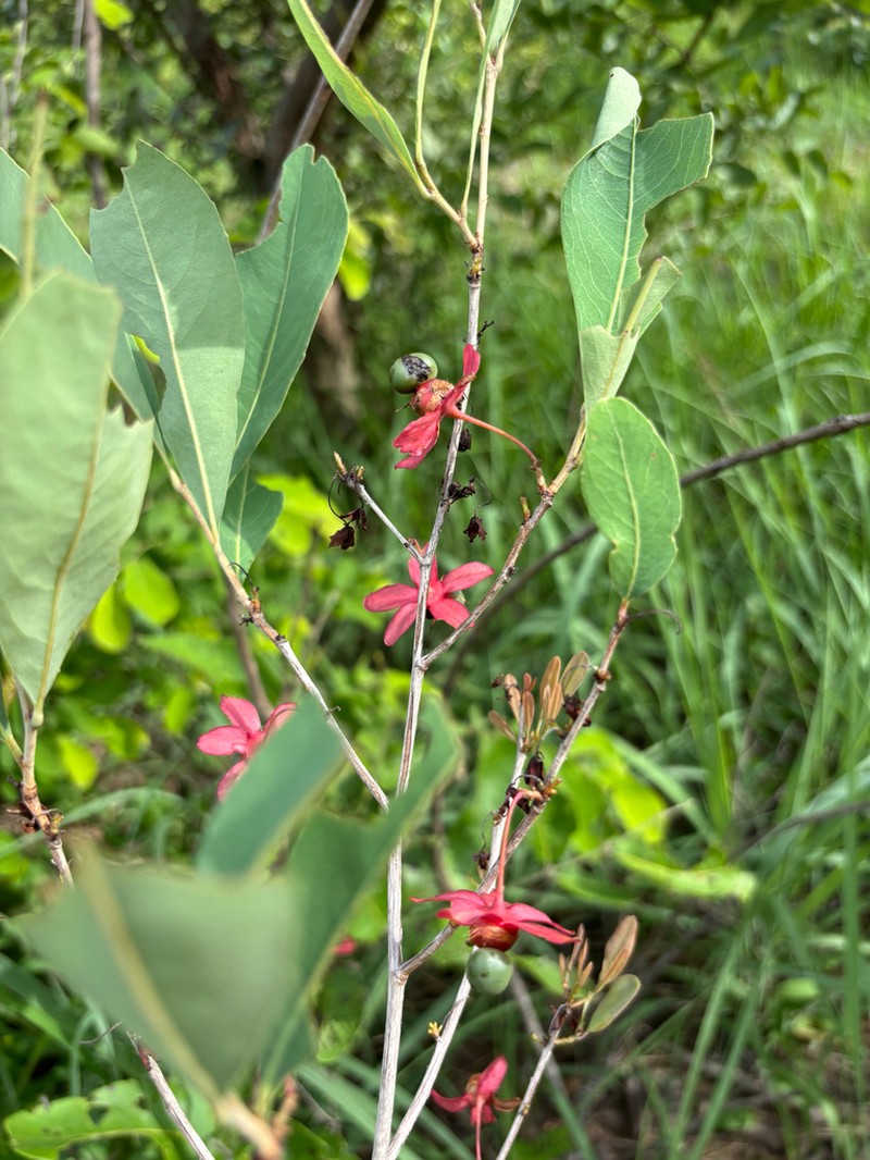 Ochna leptoclada photo 2