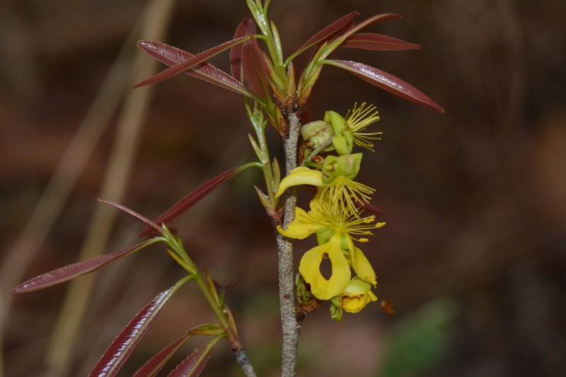 Ochna leptoclada photo 3