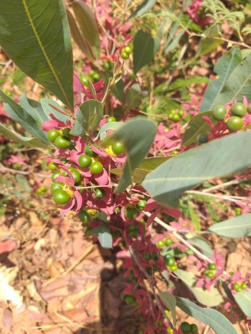 Ochna leptoclada photo 4